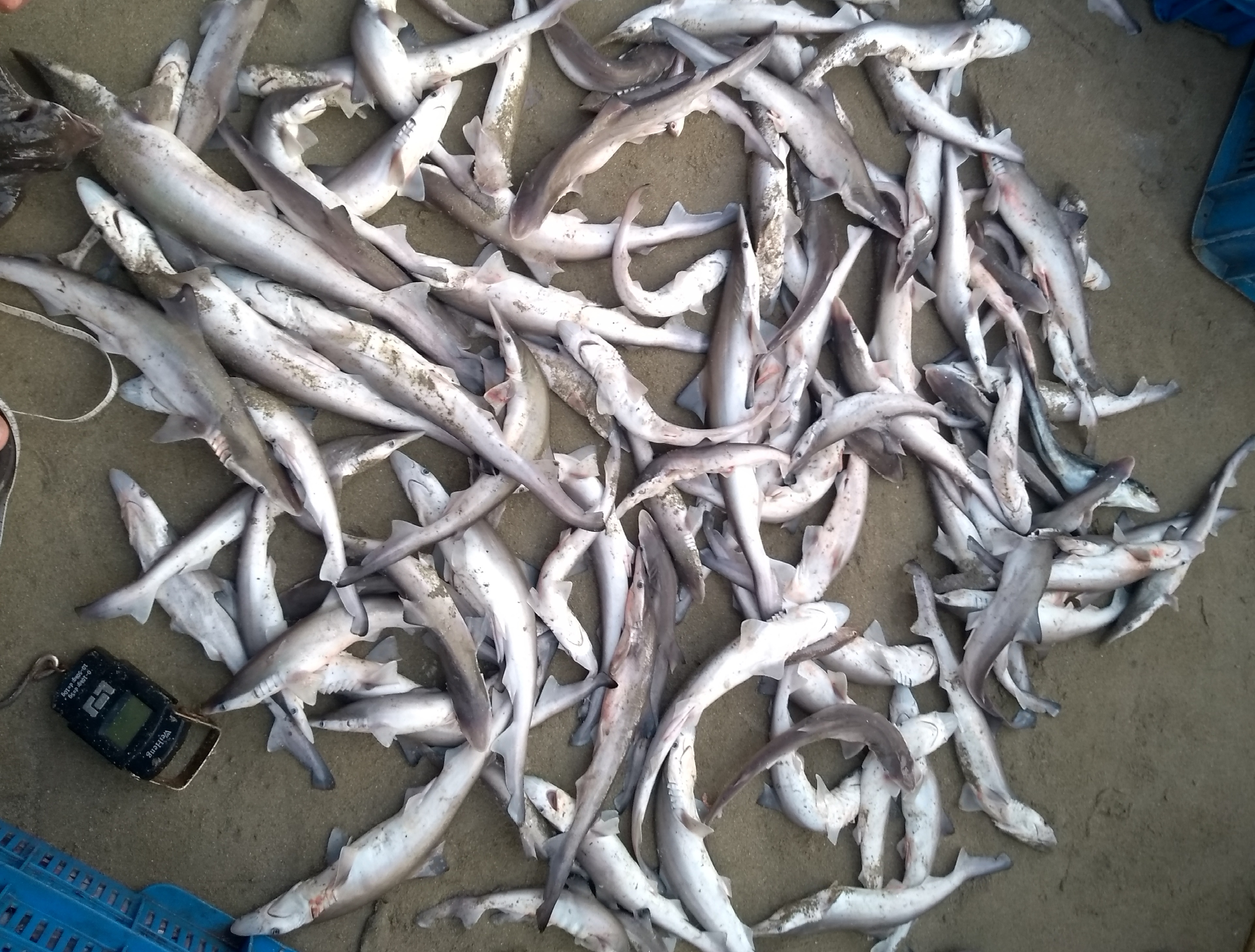 Commercialisation of fisheries bycatch Dakshin Foundation